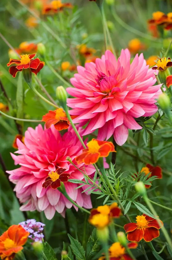 Dahlia-Phyllis-Farmer (ibulb 212822) 3x2.webp