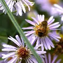 Aster-Asran DSC00025.webp
