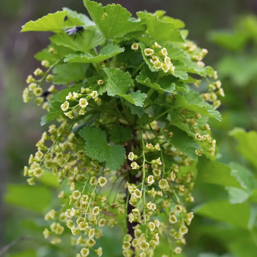 Banner blog vers fruit(hogeveen).BIO