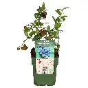 VACOREKA13BIO-Vaccinium-corymbosum-Reka-Bio-vrucht.BIO