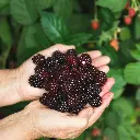 Rubus fruticosus Black Satin hand (pexels) BIO