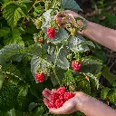 Rubus id. Twotimer Sugana Red_05(hogeveen) BIO
