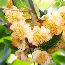 Actinidia delciosioa 'Jenny'_05_01Hogeveen) BIO