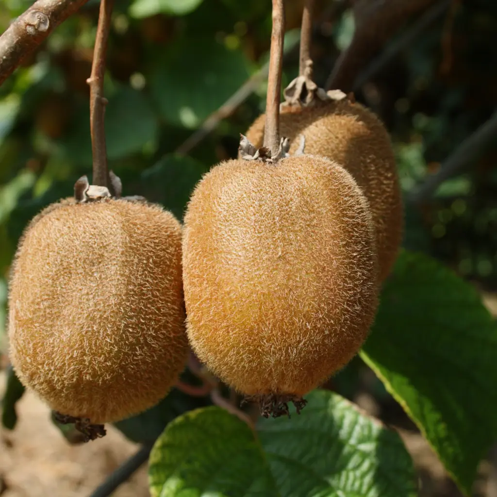 Actinidia delciosioa 'Jenny' (canva pro) BIO