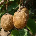 Actinidia delciosioa 'Jenny' (canva pro) BIO