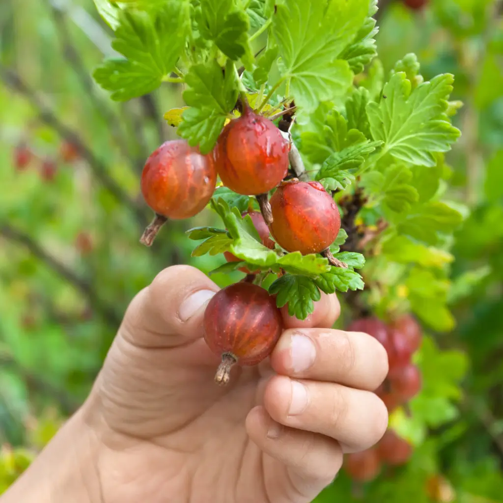 Kruisbes Easycrisp ‘Madame Sanssouci’  (canva pro) BIO