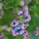 Vaccinium corymbosum ‘Pink Lemonade(unsplash) BIO