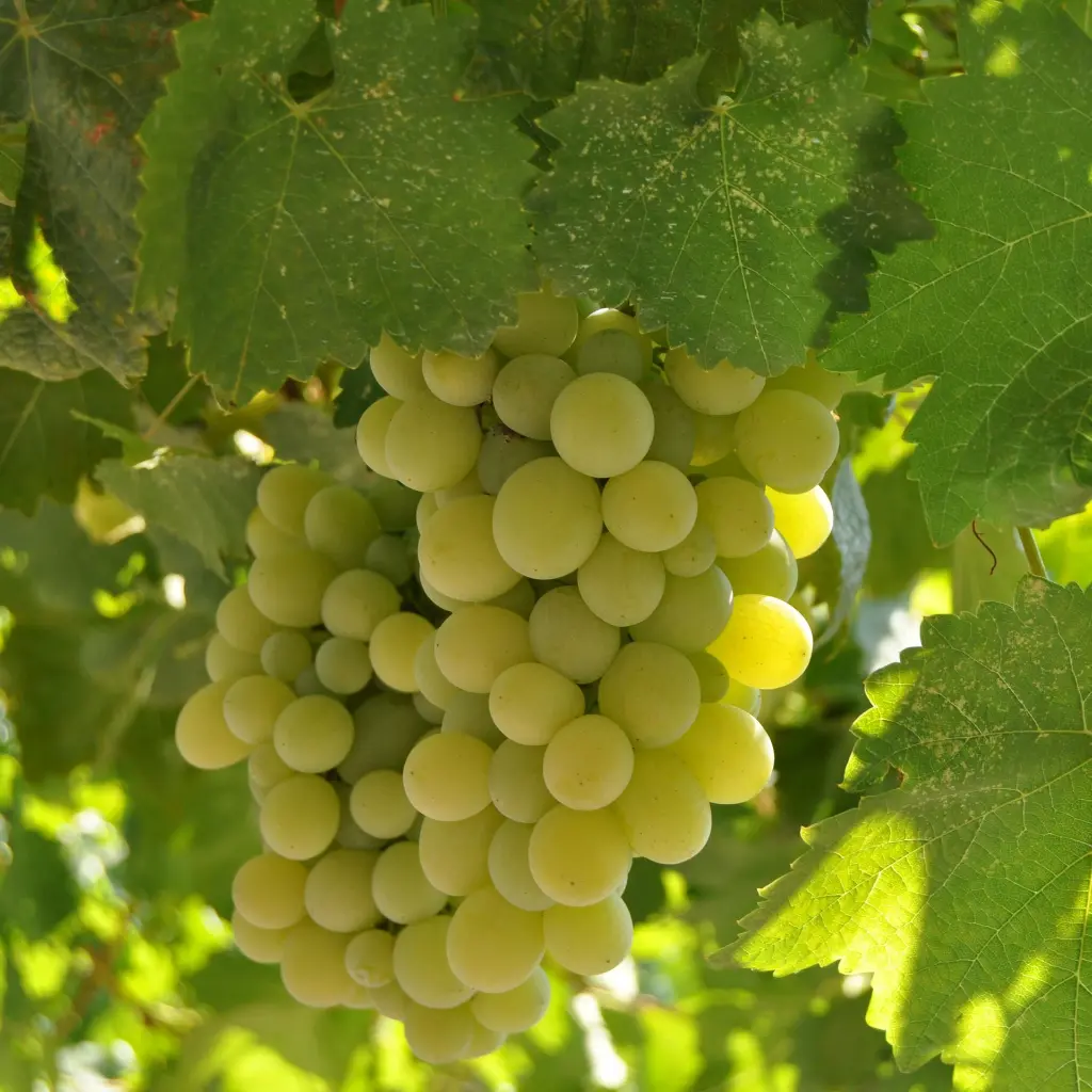 Vitis Johanniter tros witte druifjes(pexels).BIO