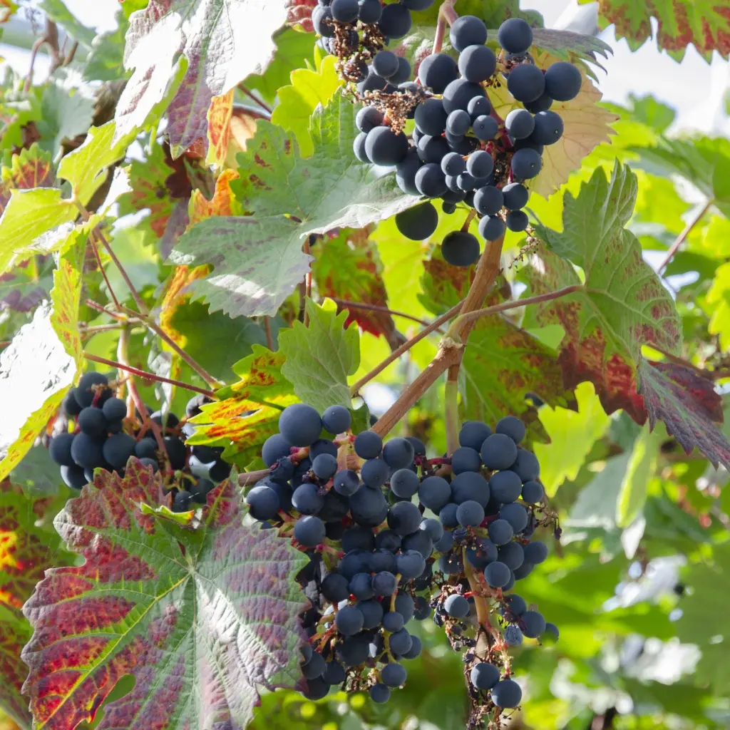 Vitis vinifera 'Boskoop Glory'_semiclose (hogeveen) BIO