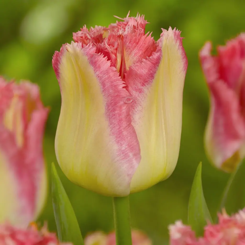 Tulipa-Lingerie (ibulb 204550).webp