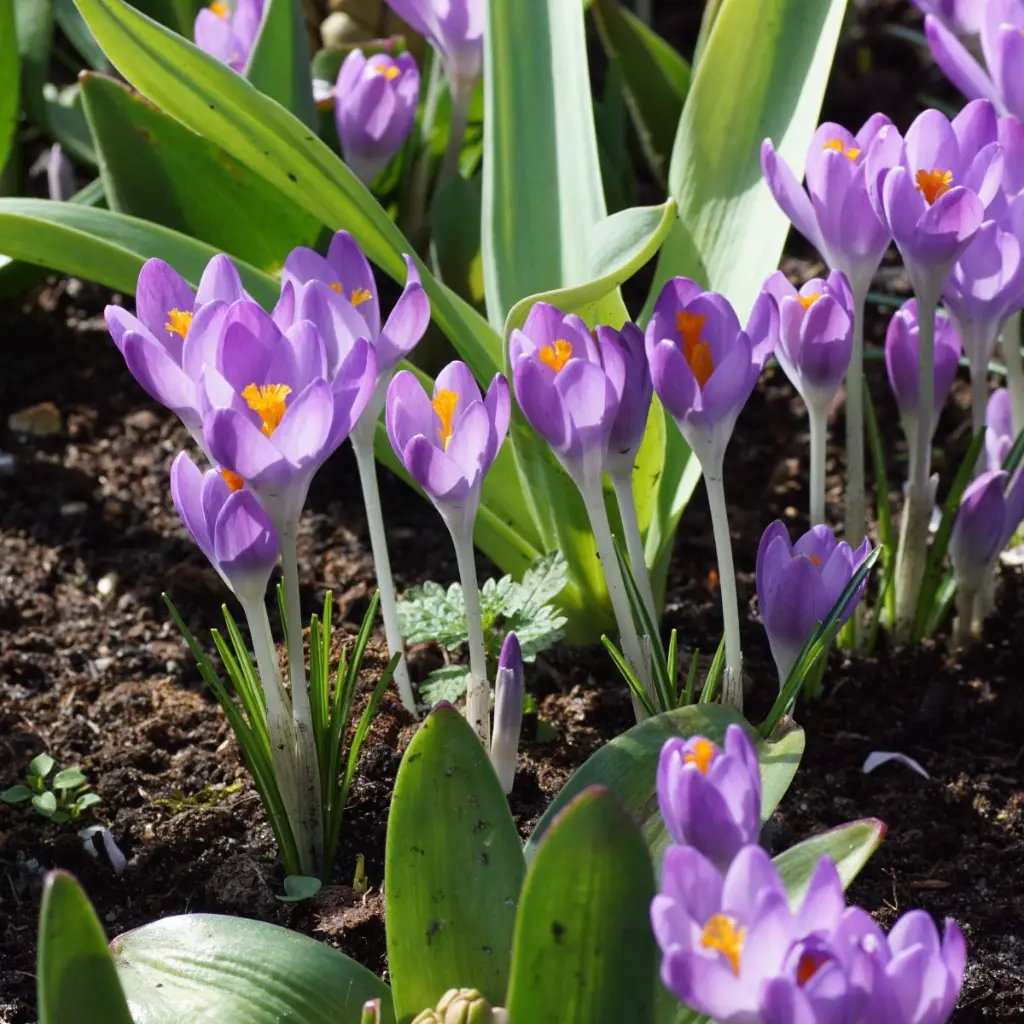 Crocus-Violet-River DSC02506.webp