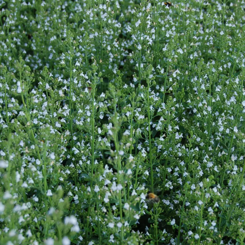 calamintha-nepeta (By Huhu geen CC, vrij gebruik id=16193189).webp