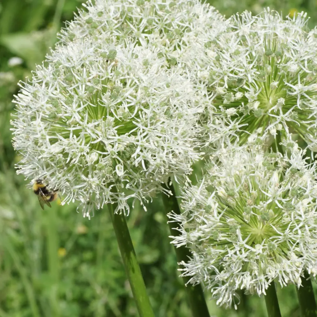 Allium-Mt-Everest DSC06431 1x1.webp
