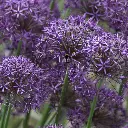 Allium-Violet-Beauty DSC06528.webp