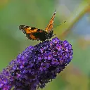 Buddleja_Davidii_Black_Knight_Canva2sq.webp