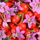 Gojibes_Bloem2_Canva.webp