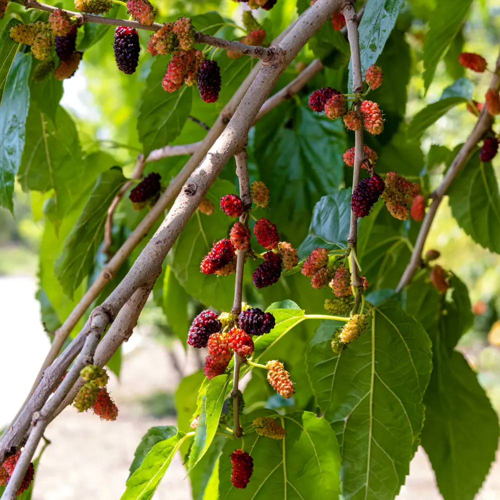 Moerbeiboom_Mulberry_Illinois_Everbearing_Canva.webp