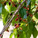 Moerbeiboom_Mulberry_Illinois_Everbearing_Canva.webp