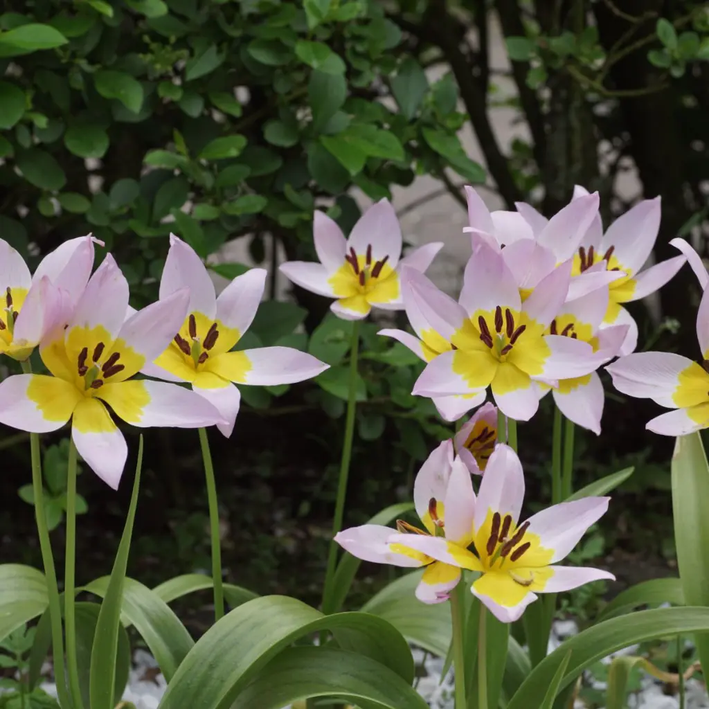 Tulipa-saxatilis DSC03629.webp