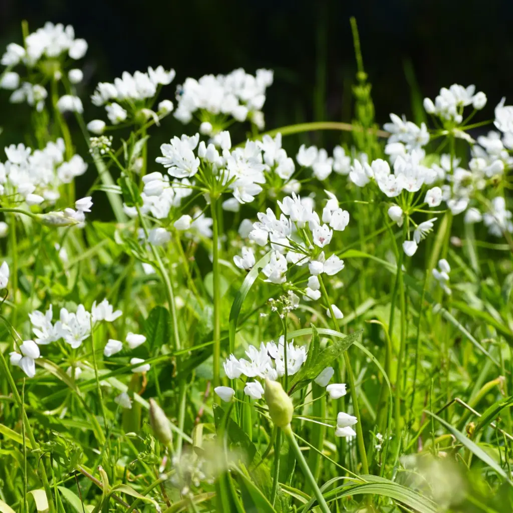 Allium-cowanii DSC06305 (2).webp