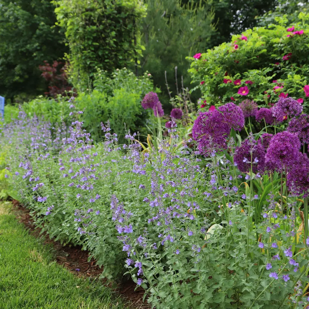 Nepeta Walker's Low 0VK AdobeStock_306947336.webp