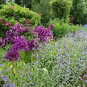 Nepeta Walker's Low 2VK AdobeStock_306947332.webp