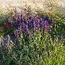 Salvia Caradonna 5VK AdobeStock_2155029952.webp