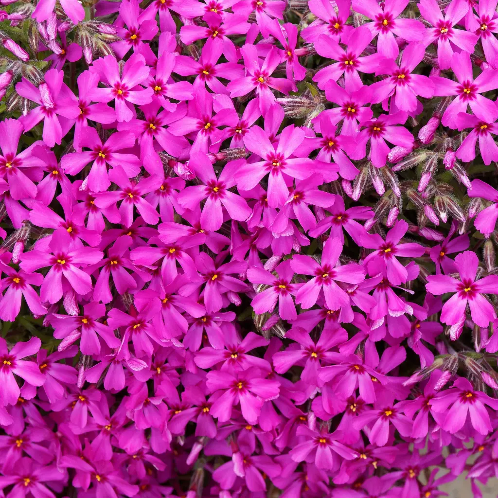 Phlox sub. Scarlet Flame 2VK AdobeStock_426821981.webp