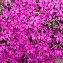 Phlox sub. Scarlet Flame 2VK AdobeStock_426821981.webp