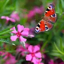 Phlox sub. Scarlet Flame 4VK AdobeStock_2030536127.webp