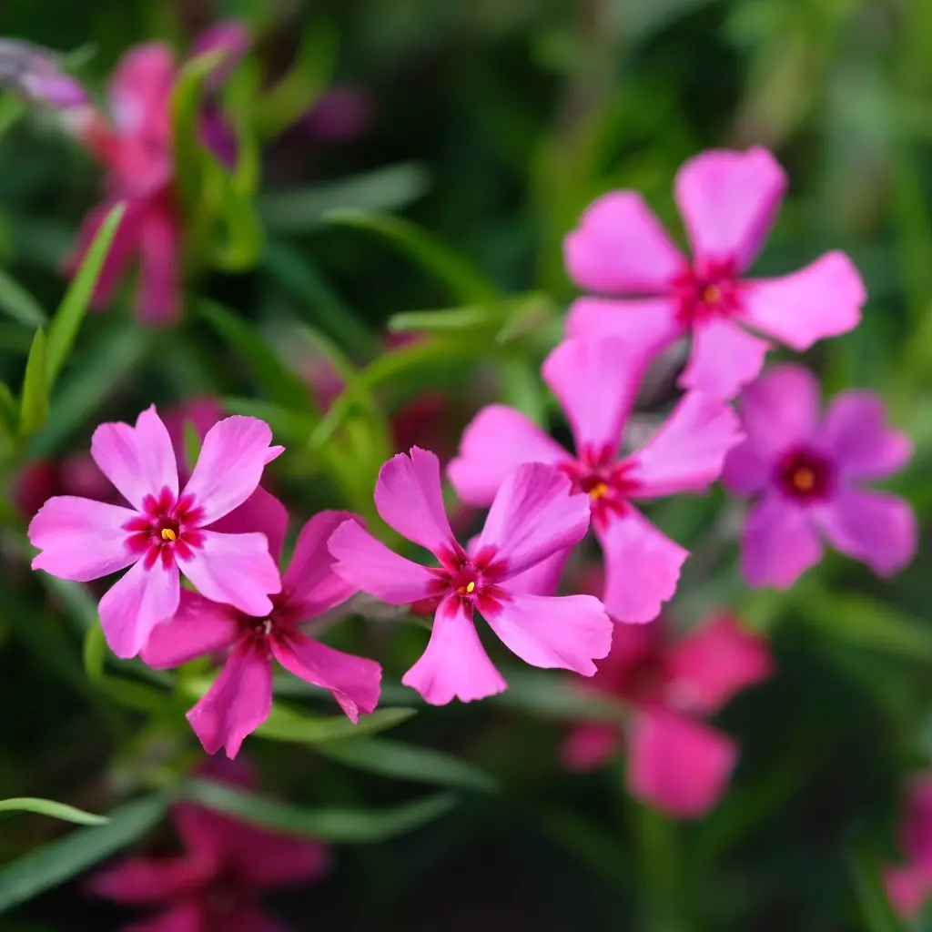 Phlox sub. Scarlet Flame 3VK1 AdobeStock_2029757398.webp
