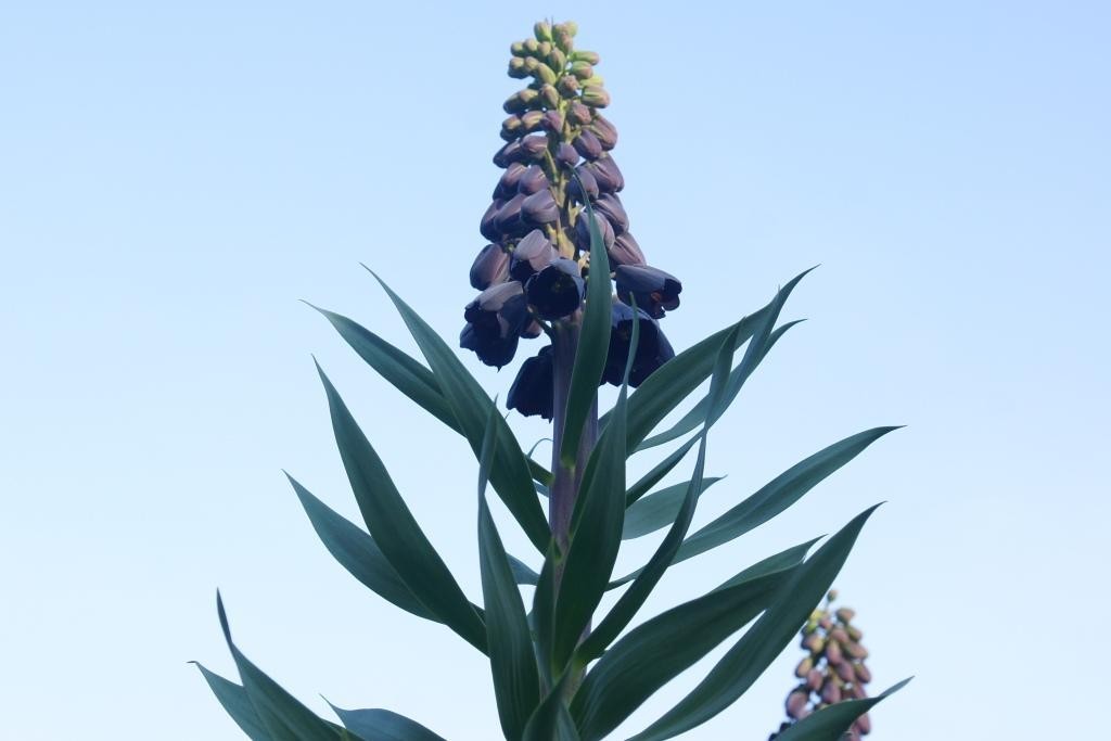 Fritillaria persica - BIO 