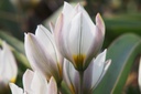 Tulipa Polychroma - BIO