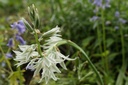 Ornithogalum nutans - BIO