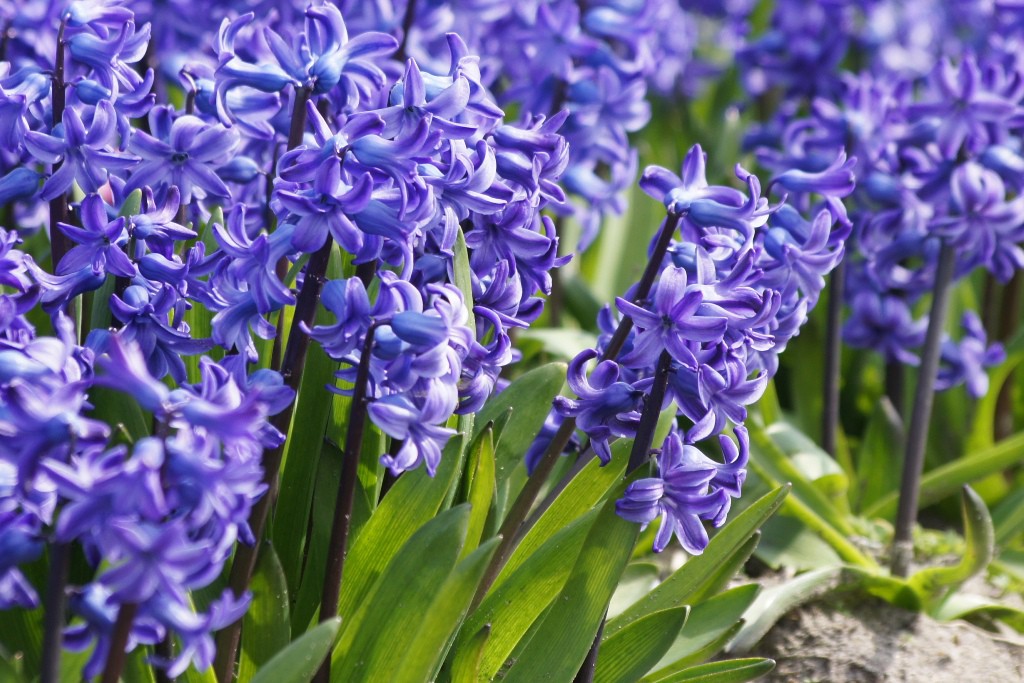 Hyacint Delftsblauw op pot - BIO