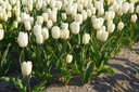 Tulipa White Flag - BIO