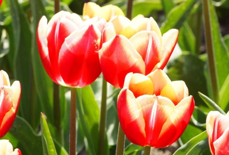 Tulipa My Favourite - BIO