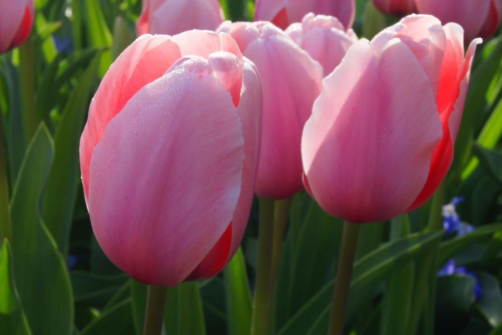 Tulipa Salmon Impression - BIO