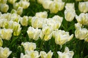 Tulipa White Rebel - BIO