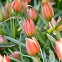 Tulipa Little Princess - BIO