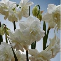Narcissus Calgary - BIO