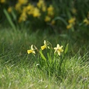 Narcissus Tete-a-Tete - BIO