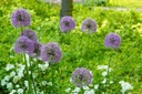 Allium Aflatunense - BIO