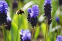 Muscari latifolium - BIO 