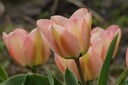 Tulipa Apricona - BIO