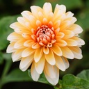 Dahlia Seattle - BIO
