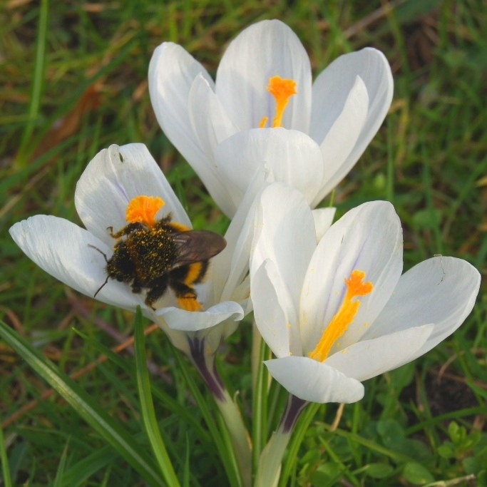 Crocus vernus Jeanne d´Arc - BIO