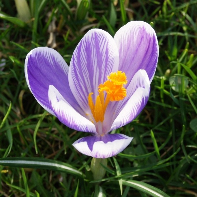 Crocus vernus King of Striped - BIO