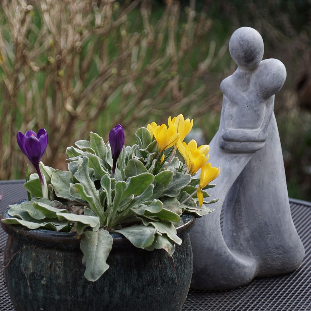 Crocus Golden Yellow - BIO