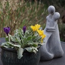 Crocus Golden Yellow - BIO